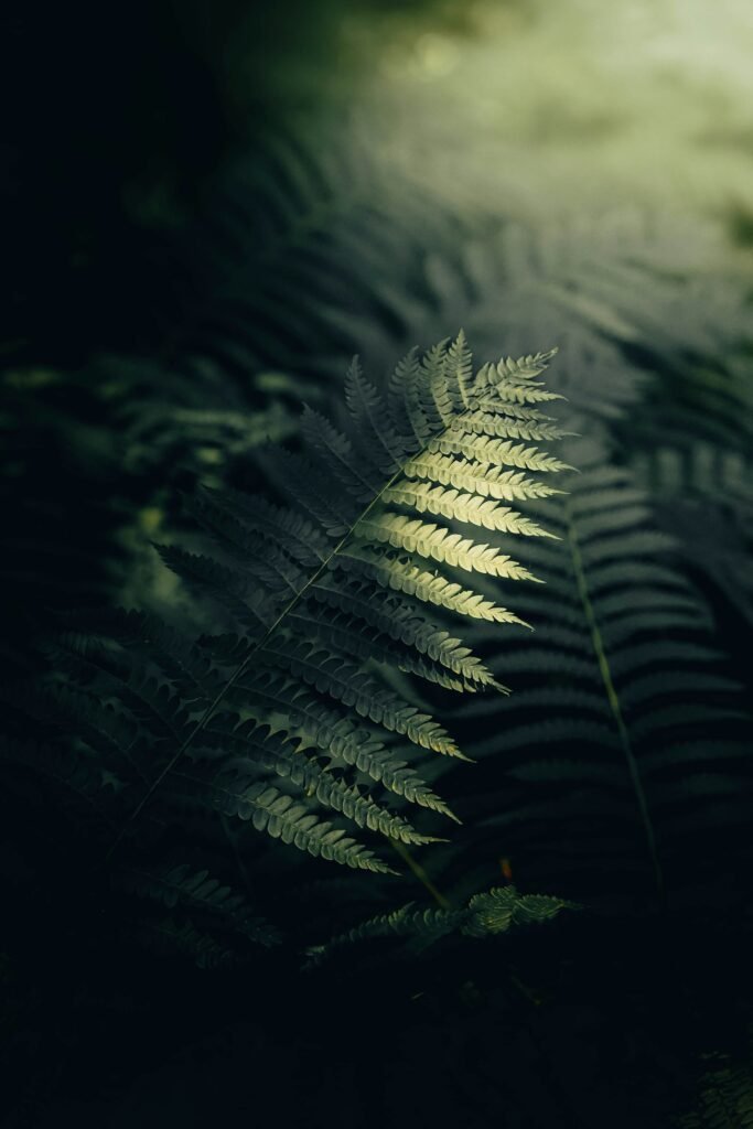 About Daniel Gomez FCVMPabu16w Unsplash 683x1024